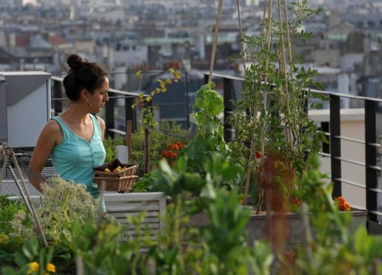 Sibylle, biotechnology engineering student, collects Orgeval yellow courgettes from the vegetable kitchen garden installed on the roof of La Mutualite building in Paris